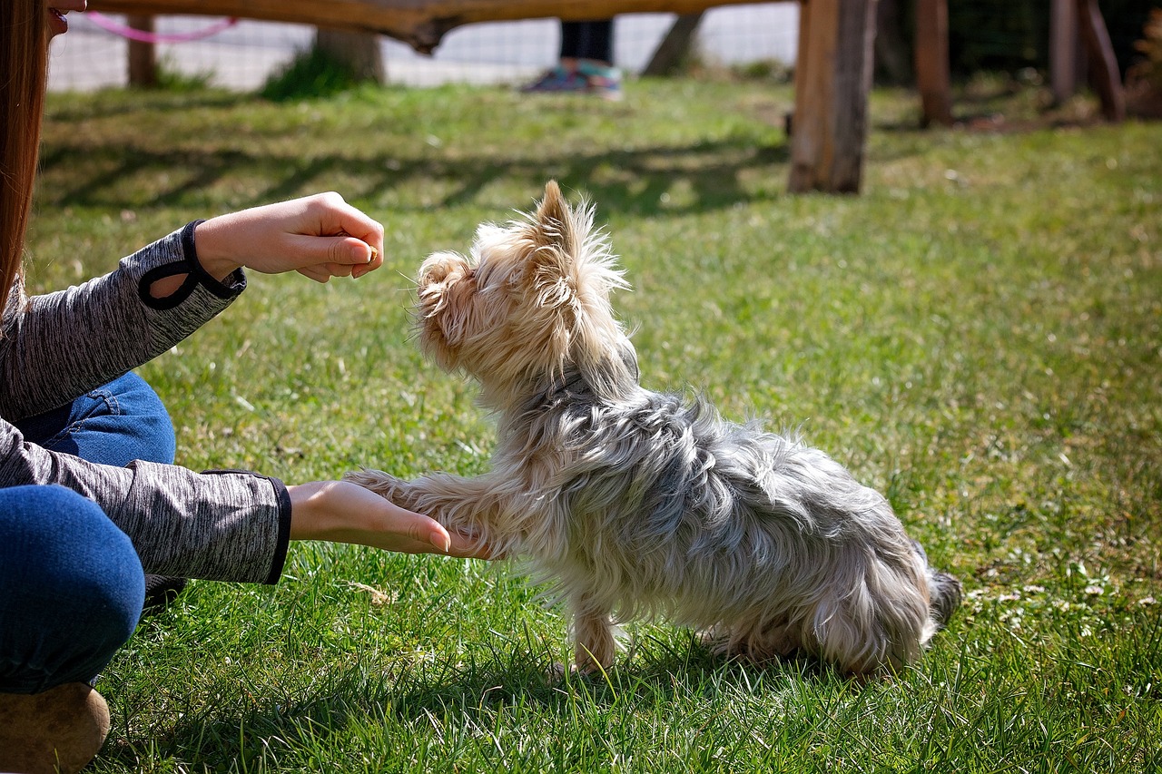 Tips for Training Your Dog to Recognize Commands from Afar